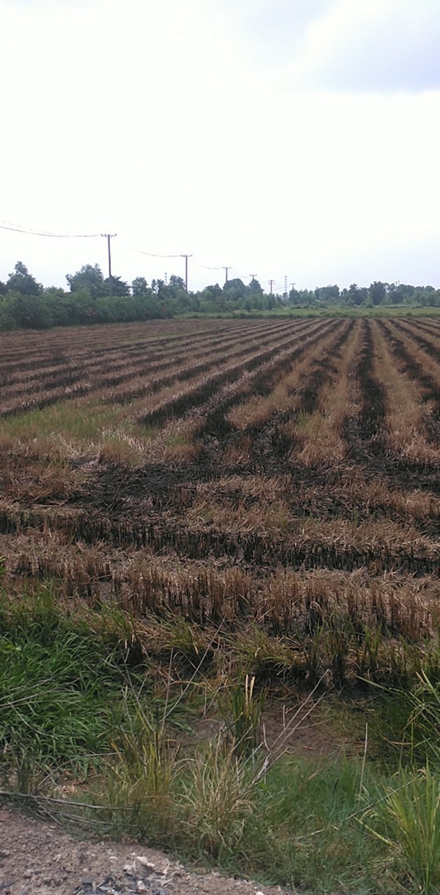 Cơ Hội Vàng! 103.000m2 Đất Nông Nghiệp Đức Hòa Long An - Đường DT823 - 100 Tỷ - Ảnh 3